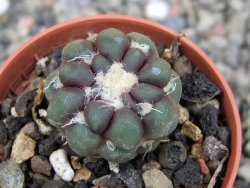 Cintia knizeii pot 5,5 cm