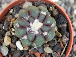 Cintia knizeii pot 5,5 cm - 12407182