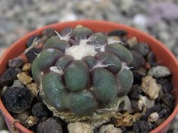 Cintia knizeii pot 5,5 cm - 12407185