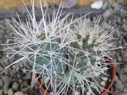 Tephrocactus alexanderi bruchii Ichihualasto, pot 5,5 cm