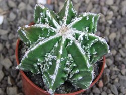 Astrophytum Dinosaur (Fukurio Hannya) pot 5,5 cm - 12407216