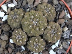 Copiapoa hypogea Lizard skin pot 6,5 cm