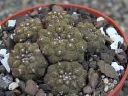 Copiapoa hypogea Lizard skin pot 6,5 cm - 12407229