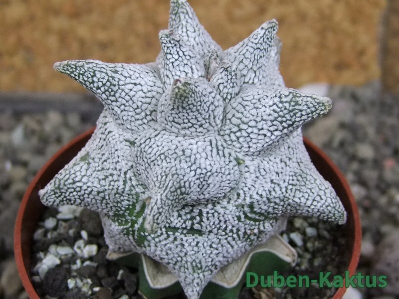 Asrophytum coahuilense Hakuran Snow pot 6,5 cm Roubovaný