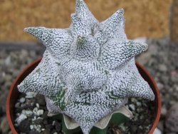 Asrophytum coahuilense Hakuran Snow pot 6,5 cm Roubovaný