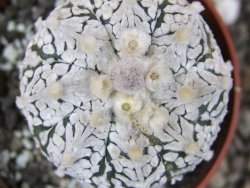 Astrophytum Super Kabuto klon 20/286 pot 6,5 cm Roub