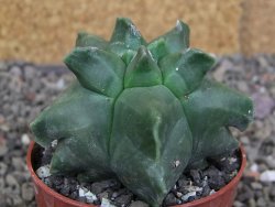 Astrophytum Herkules ( myriostigma Kiko ) pot 6,5 cm