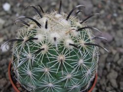 Coryphantha kracikii Diamante, Dur. pot 5,5 cm