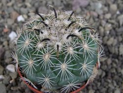 Coryphantha kracikii Diamante, Dur. pot 5,5 cm