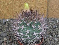 Pyrrhocactus bulbocalyx, pot 7 cm