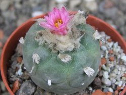 Lophophora fricii pot 5,5 cm