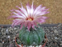 Astrophytum asterias X red flower oibo akabana, pot 5,5 cm