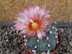 Astrophytum asterias X red flower oibo akabana, pot 5,5 cm
