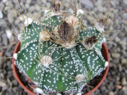 Astrophytum niveum X red flower oibo akabana, pot 5,5 cm - 12407393