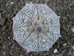 Astrophytum Z Jasenné XL pot 8 cm