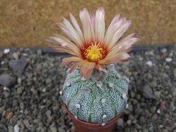 Astrophytum Hanazano Kabuto X red flower oibo akabana, pot 5,5 cm