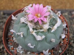 Lophophora fricii XL pot 9 cm - 12407433