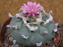 Lophophora fricii XL pot 9 cm