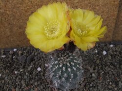 Acanthocalycium glaucum pot 6,5 cm