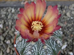 Astrophytum capricorne X red flower oibo akabana, pot 5,5 cm
