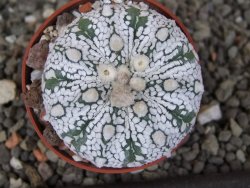 Astrophytum Super Kabuto X red flower oibo akabana, pot 5,5 cm - 12407469