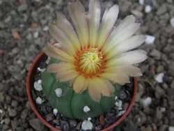 Astrophytum asterias nudum kiko, pot 5,5 cm - 12407479