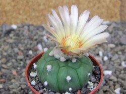 Astrophytum asterias nudum kiko, pot 5,5 cm
