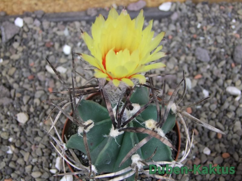 Astrophytum " Buffalo " pot 8 cm