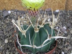 Astrophytum " Buffalo " pot 8 cm