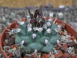 Turbinicarpus swobodae, pot 6,5 cm cites IA - 12407533