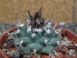 Turbinicarpus swobodae, pot 6,5 cm cites IA