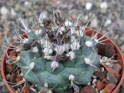 Turbinicarpus swobodae, pot 6,5 cm cites IA