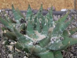 Ariocarpus trigonus elongatus San Antonio 11 cm