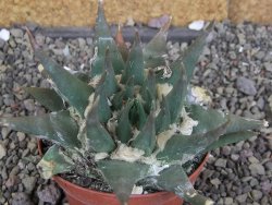 Ariocarpus trigonus elongatus San Antonio pot 9 cm - 12407546