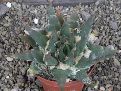 Ariocarpus trigonus elongatus San Antonio pot 9 cm - 12407547