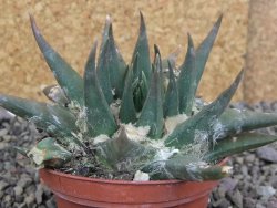 Ariocarpus trigonus elongatus San Antonio pot 9 cm