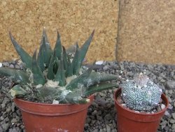 Ariocarpus trigonus elongatus San Antonio pot 9 cm - 12407550