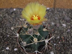 Astrophytum niveum nudum z " Buffalo " pot 8 cm
