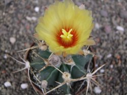 Astrophytum niveum nudum z " Buffalo " pot 8 cm - 12407560