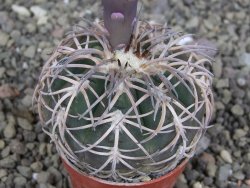 Gymnocalycium spegazzinii punillaense Tom 06-81/1 El Obelisco, pot 5,5 cm