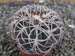 Gymnocalycium spegazzinii punillaense Tom 06-81/1 El Obelisco, pot 5,5 cm