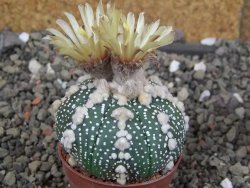 Astrophytum Hanazano Kabuto, pot 5,5 cm