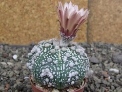 Astrophytum Hanazano Kabuto, pot 5,5 cm - 12407589