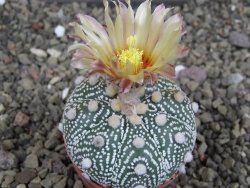 Astrophytum z Hanazano Kabuto B, pot 5,5 cm