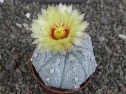 Astrophytum Z Jasenné pot 5,5 cm