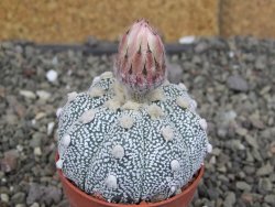 Astrophytum Z Jasenné pot 5,5 cm