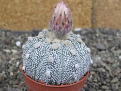 Astrophytum Z Jasenné pot 5,5 cm - 12407623