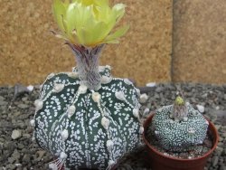 Astrophytum Z Jasenné pot 5,5 cm - 12407631
