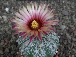 Astrophytum capricorne X red flower oibo akabana, pot 5,5 cm