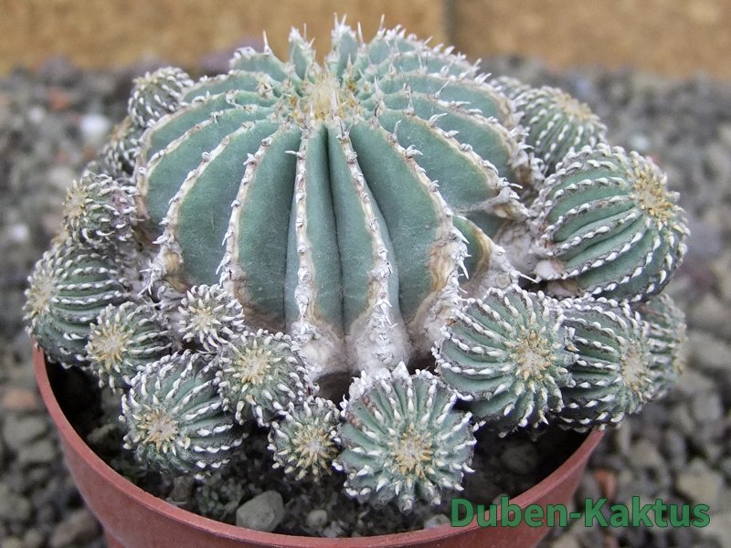 Geohintonia mexicana, pot 6,5 cm Roubovaná